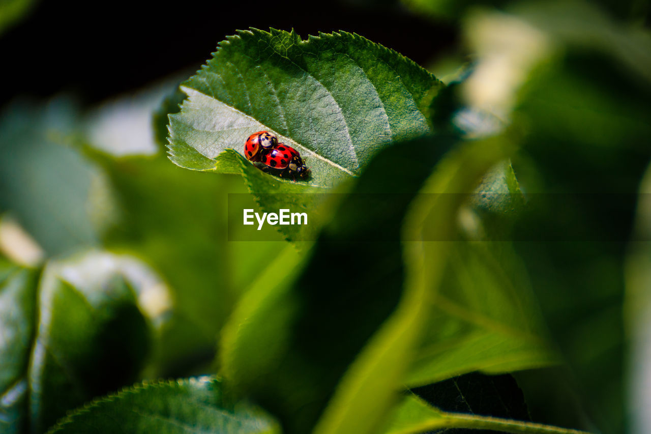 CLOSE UP OF LADYBUG ON LEAF