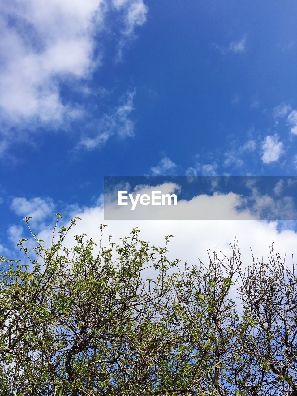 LOW ANGLE VIEW OF TREES AGAINST SKY