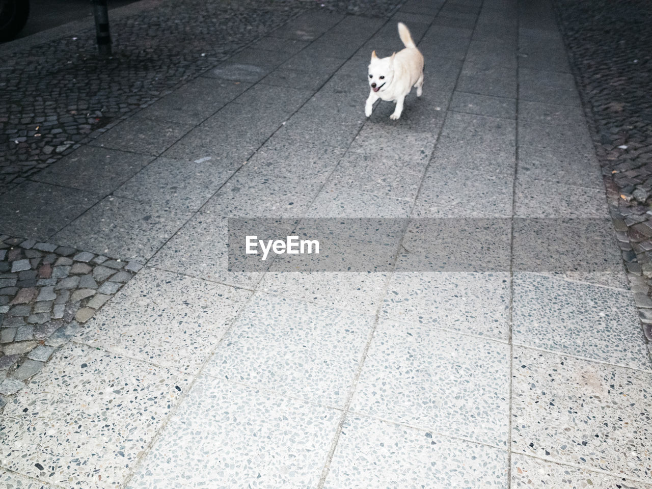 DOGS SITTING ON SIDEWALK