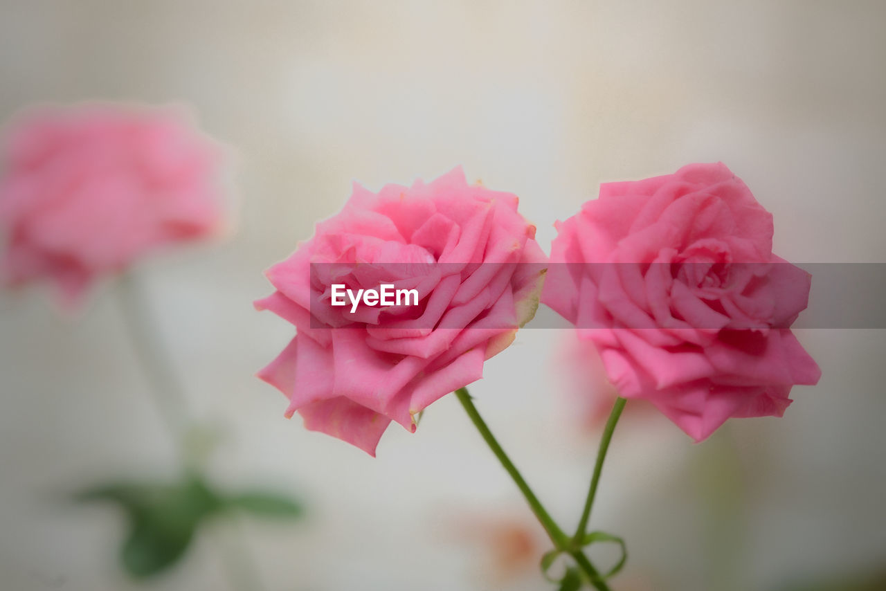 Close-up of pink roses