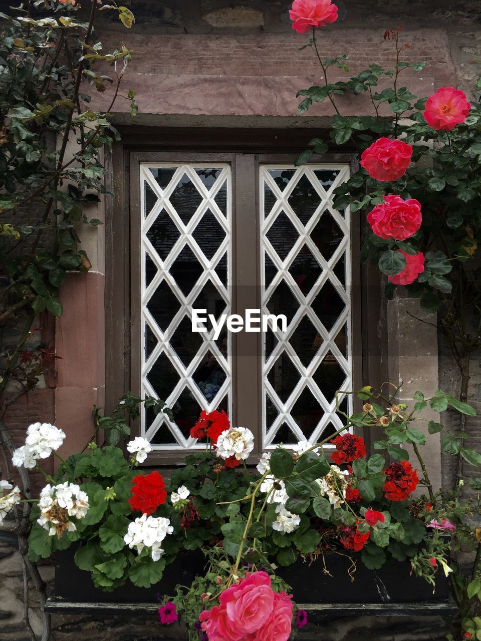 Flowers growing on window