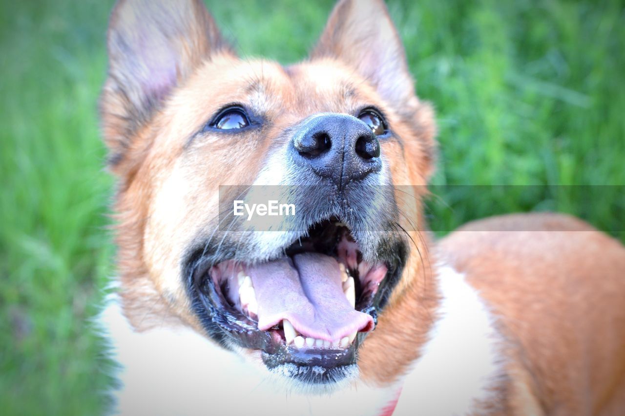 CLOSE-UP OF DOG WITH MOUTH OPEN