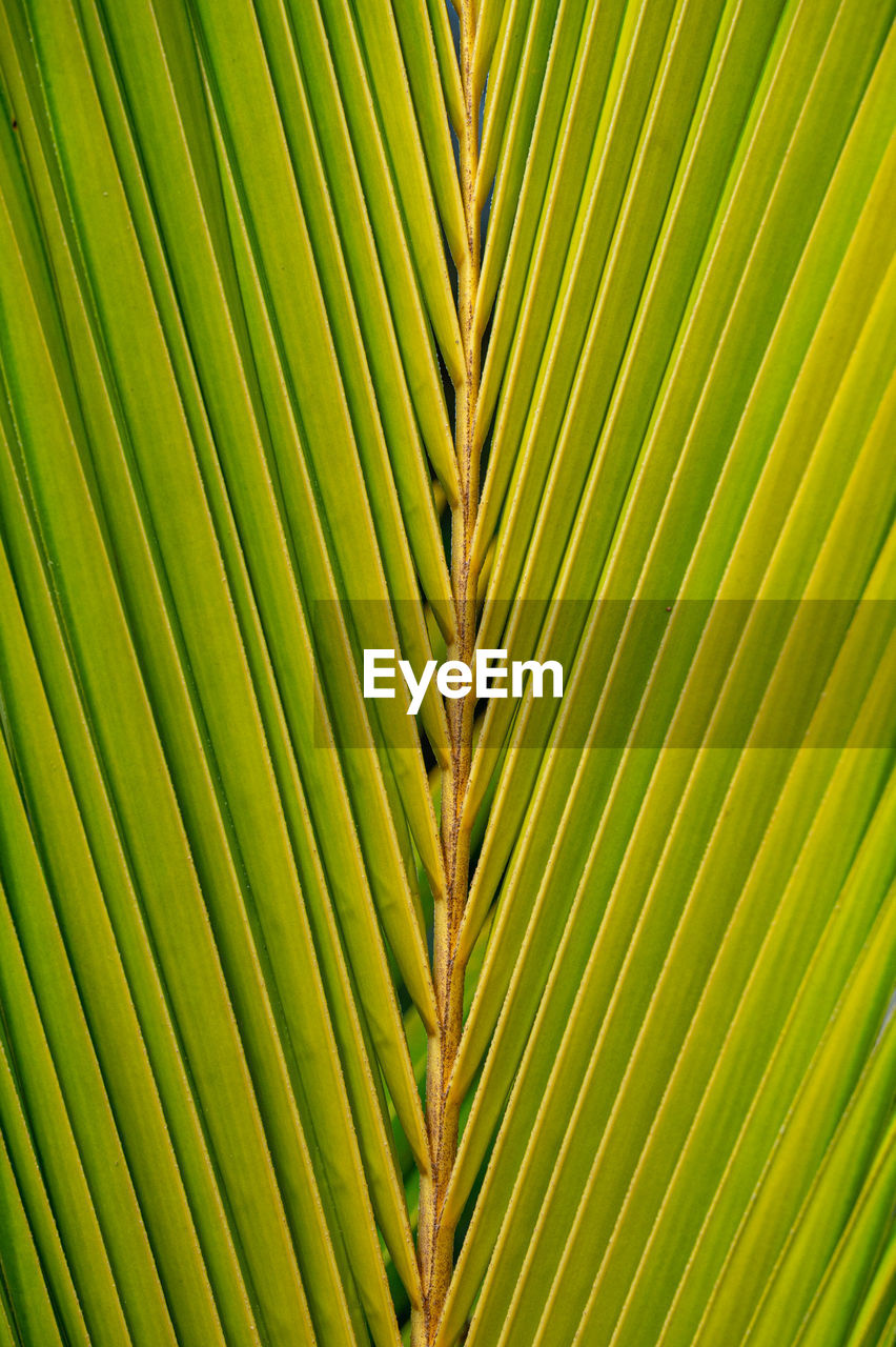 Tropical palm tree leaf