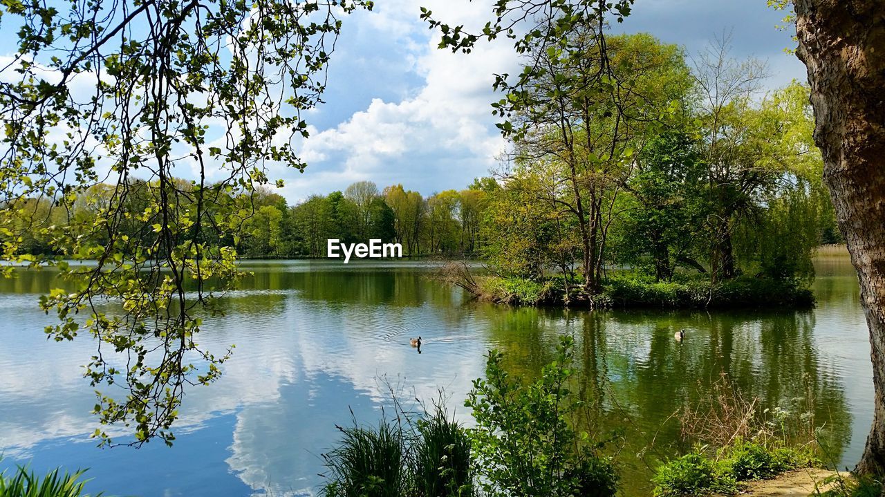 SWANS BY LAKE AGAINST SKY