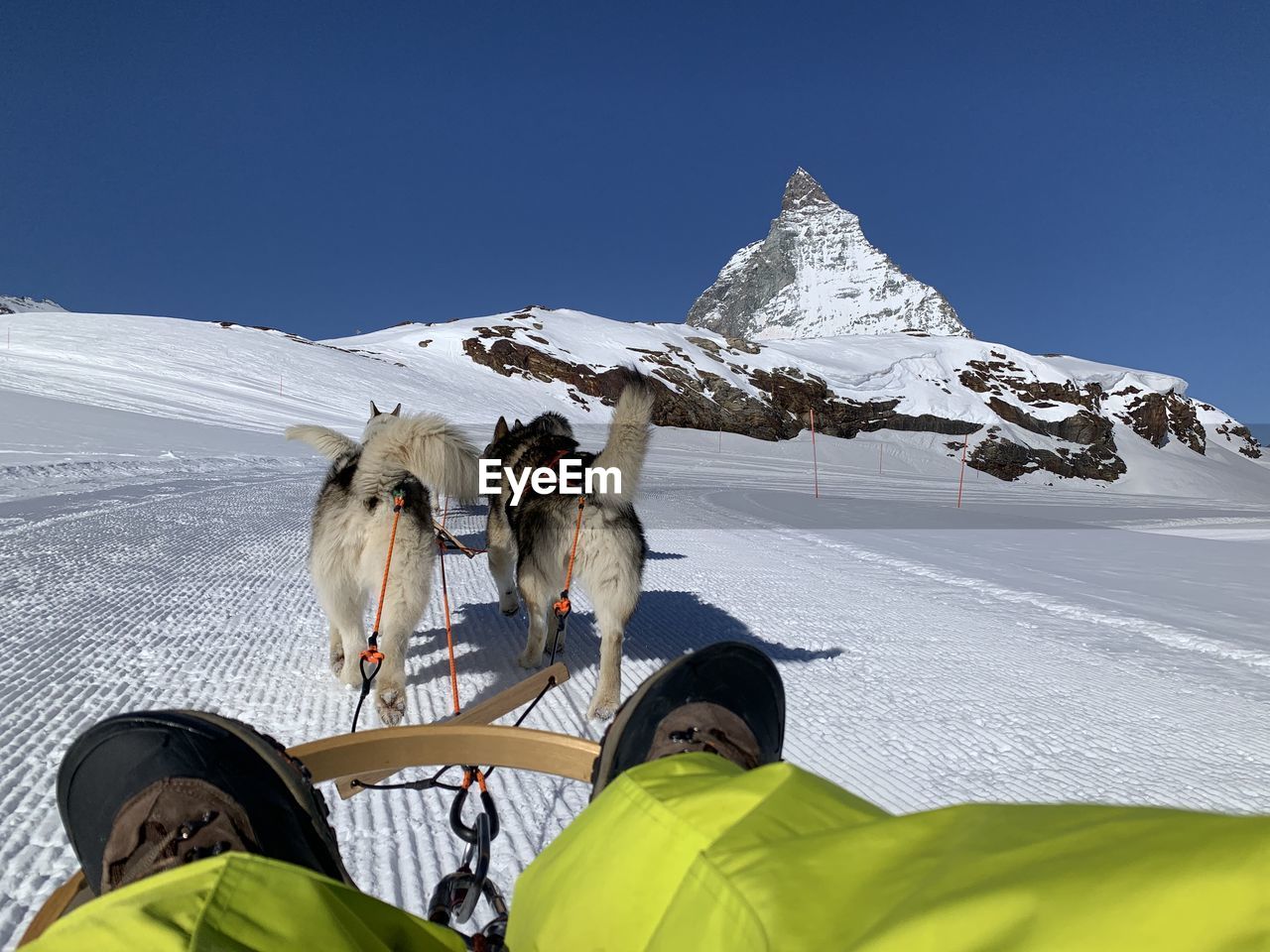 Low section of man with dogs on snow covered land