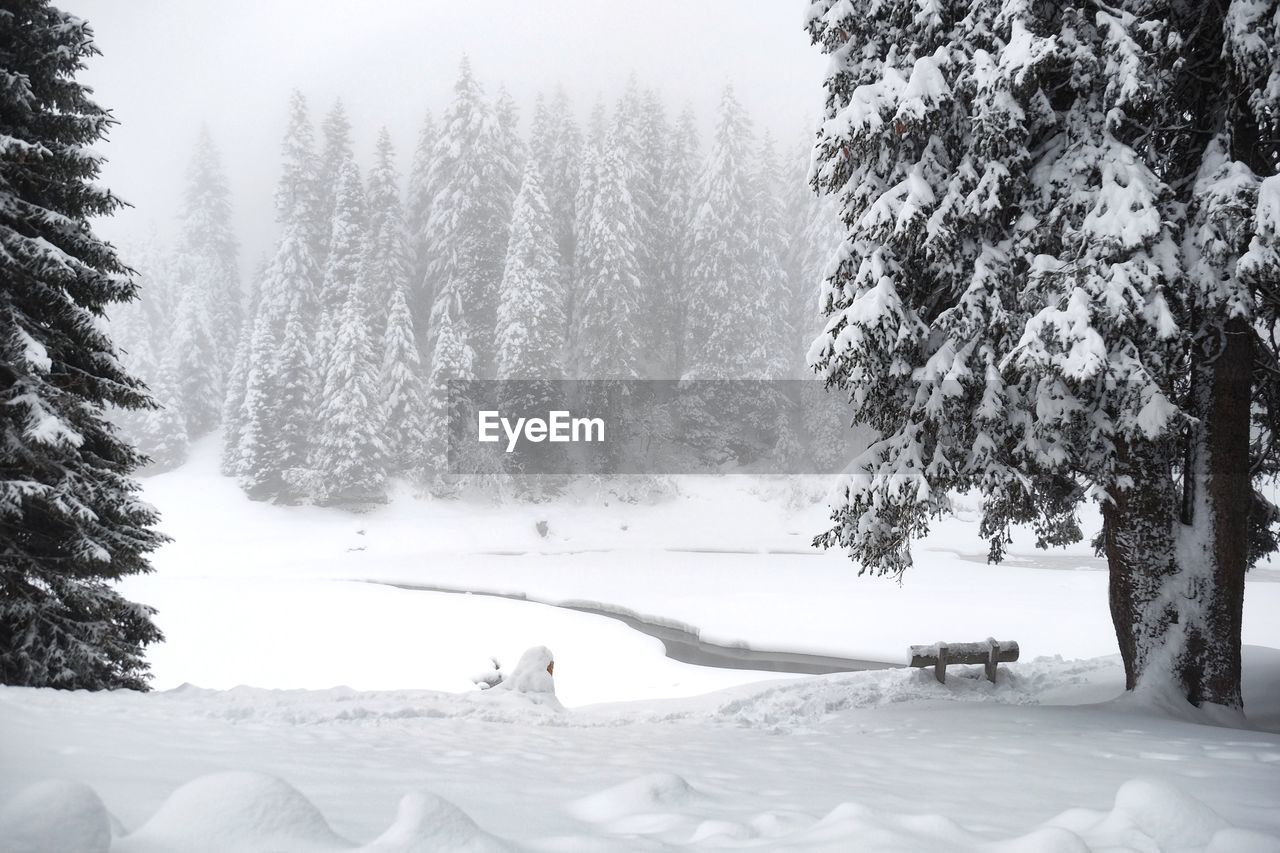 Trees on snow covered landscape against sky