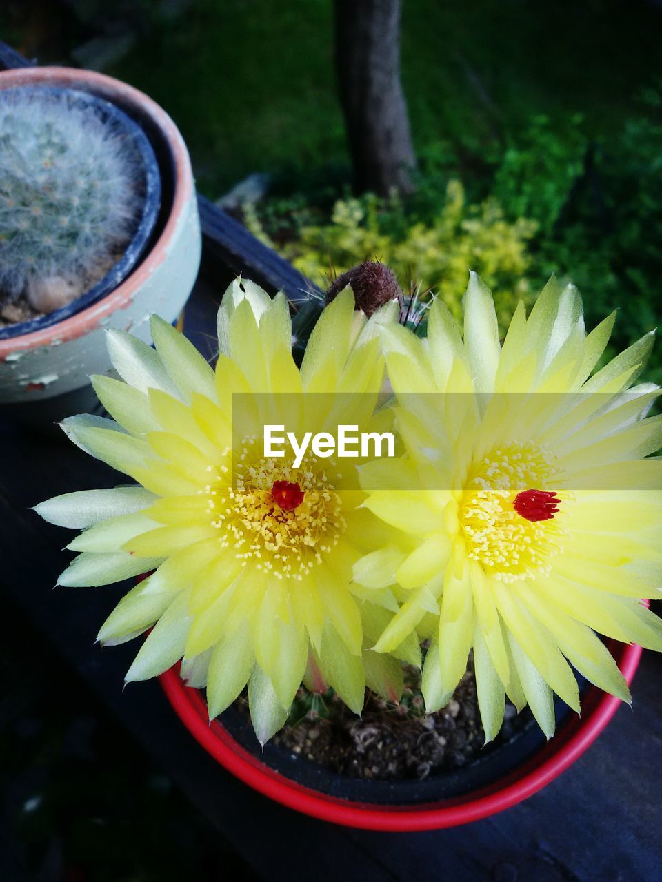 CLOSE-UP OF INSECT ON POTTED PLANT