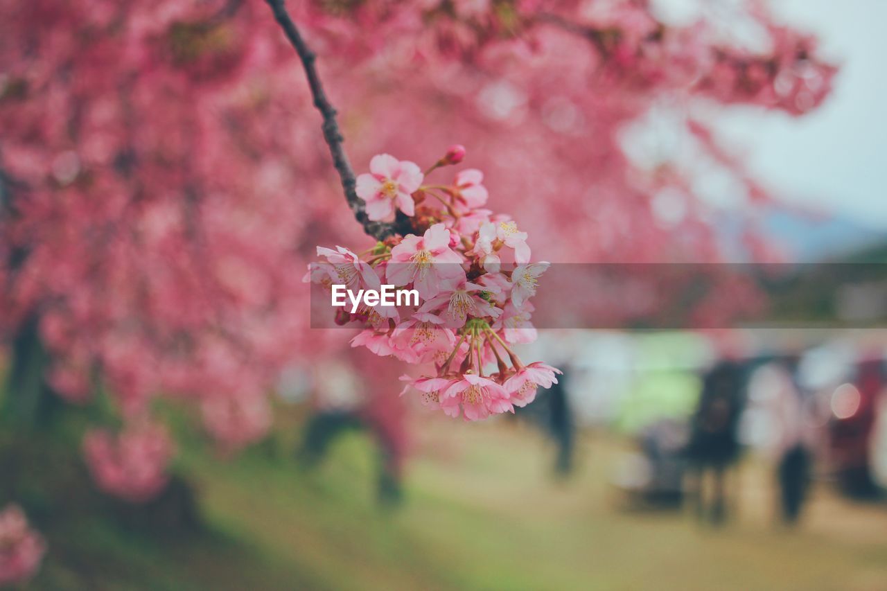 Close-up of pink cherry blossoms in spring