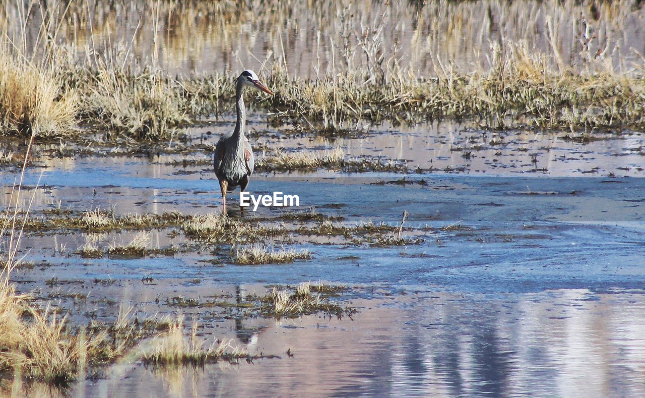 Gray heron at lakeshore