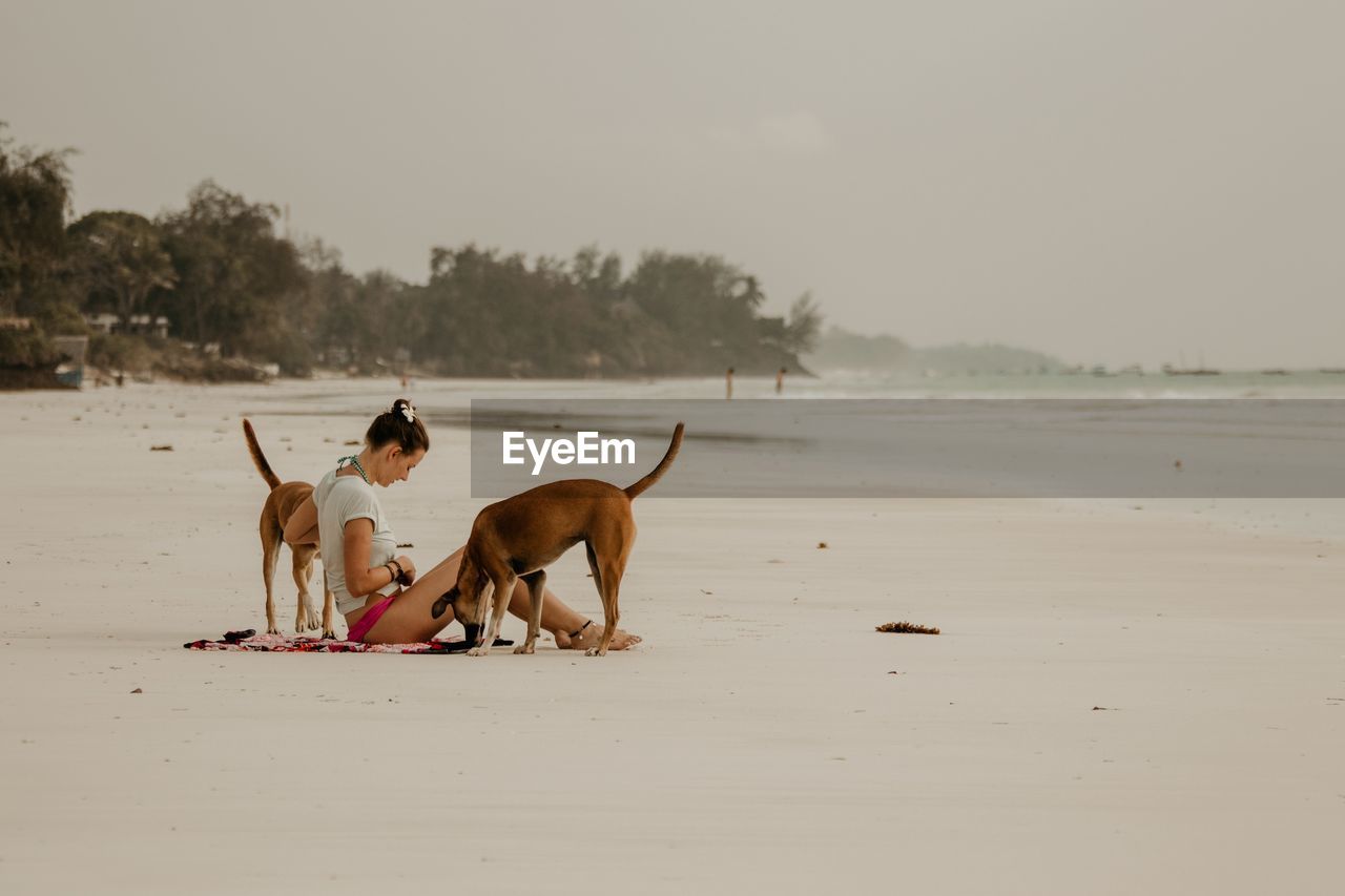 Side view of woman sitting with dogs at sandy beach