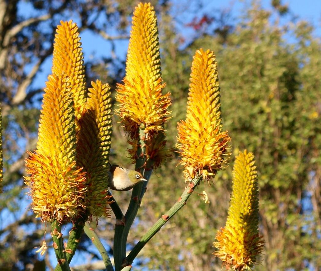 CLOSE-UP OF YELLOW FLOWERS