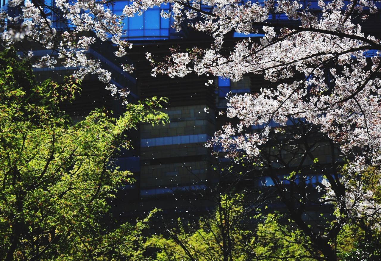 Low angle view of cherry blossom falling petals against office building