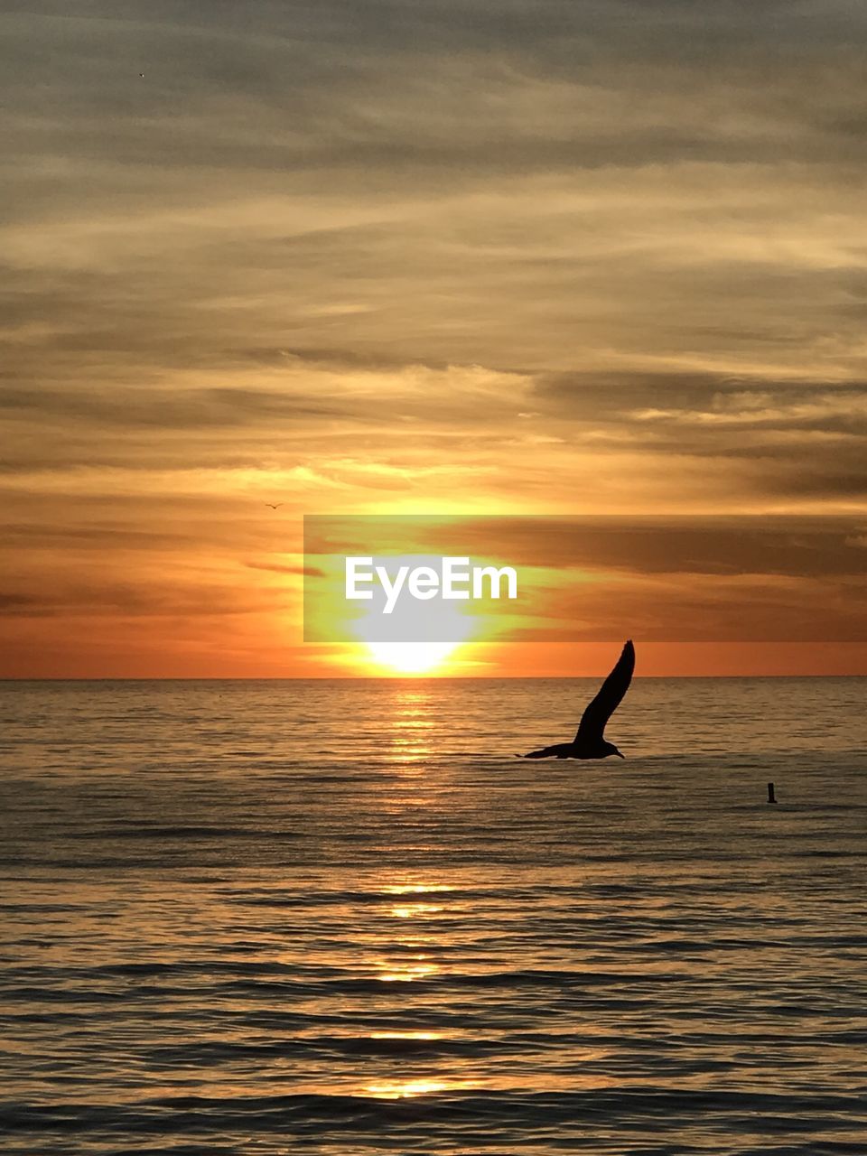 Bird flu by sun on sunset on venice beach 