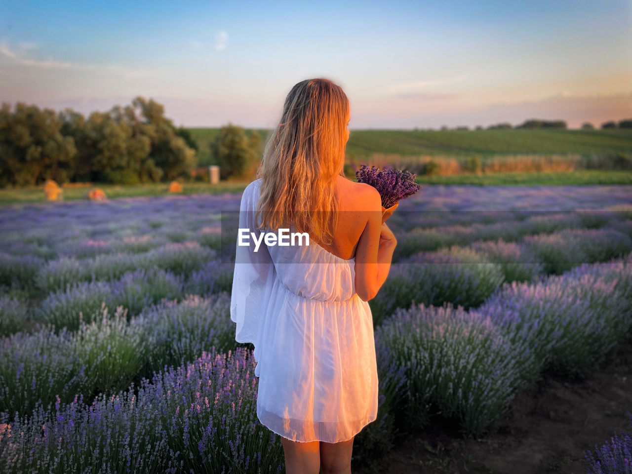 Blonde woman in white dress on a field of lavender flowers standing in the golden hour light