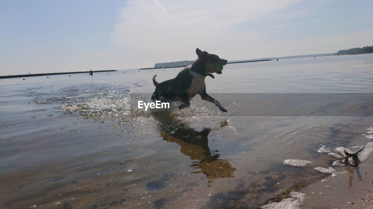 DOG RUNNING IN THE WATER