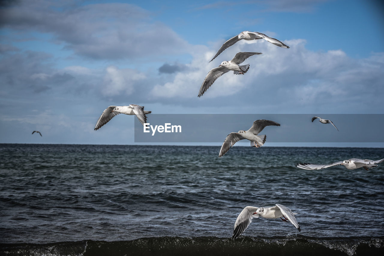 Seagulls flying over sea