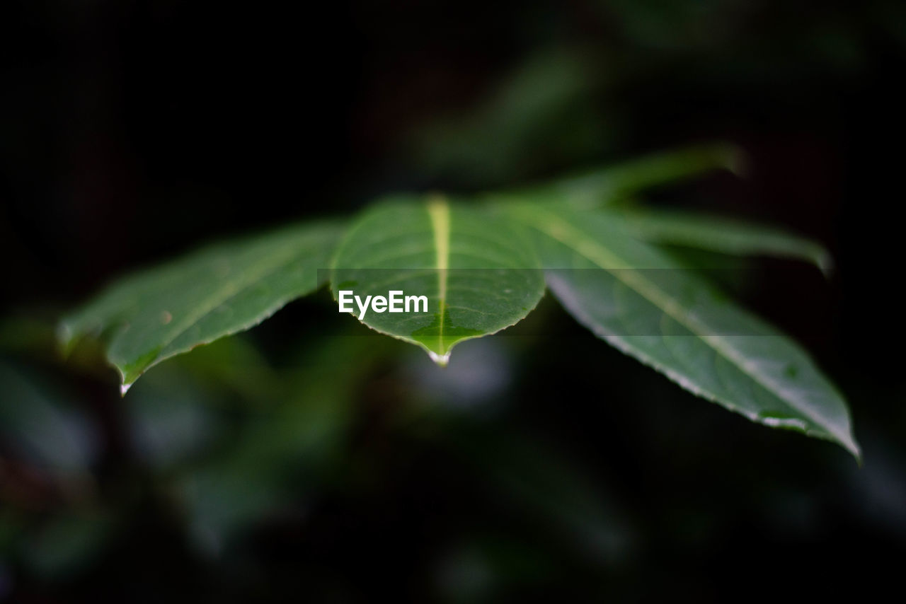 CLOSE-UP OF PLANT LEAVES