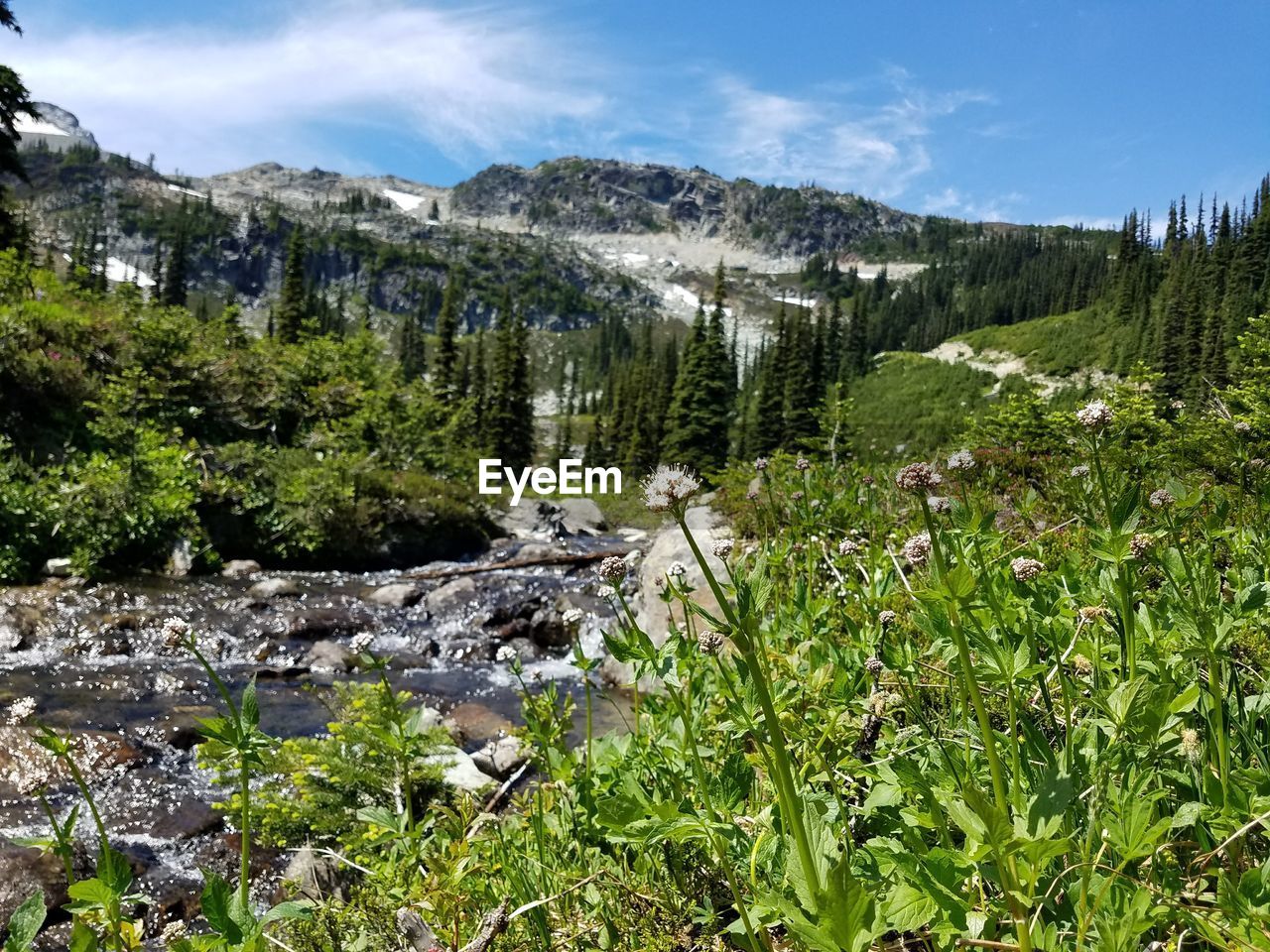 Plants growing on land against sky