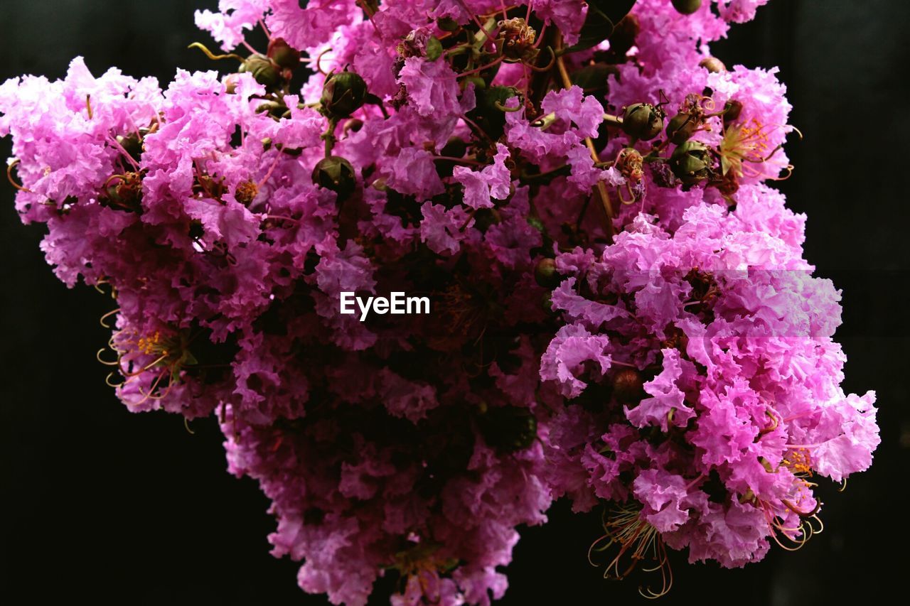 CLOSE-UP OF FLOWERS