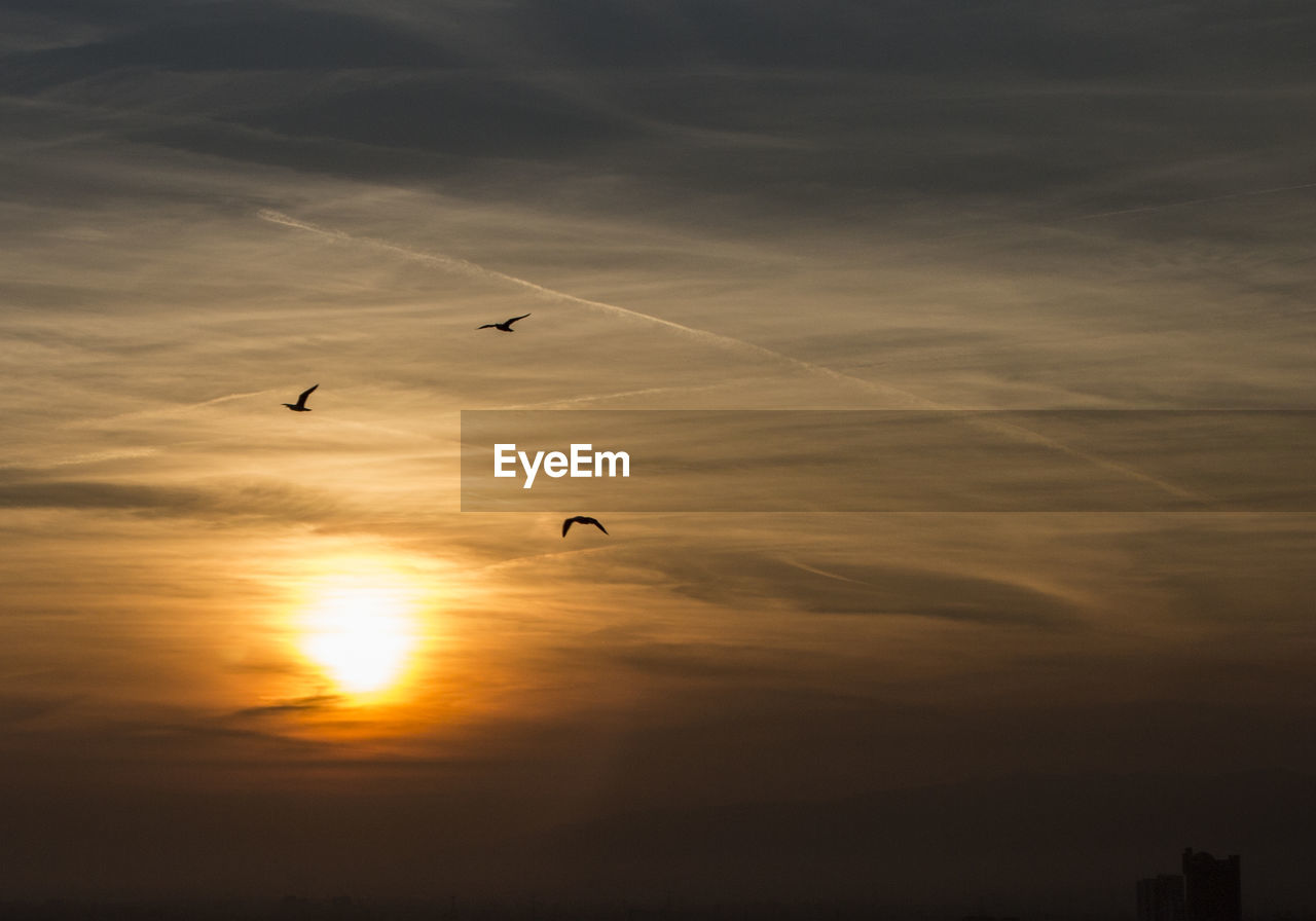 Silhouette birds flying against cloudy sky during sunset