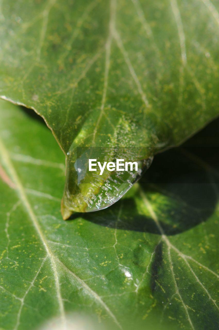 DETAIL SHOT OF LEAF