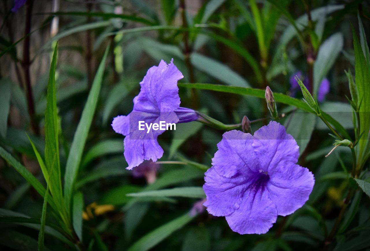 Close-up of fresh purple flowers