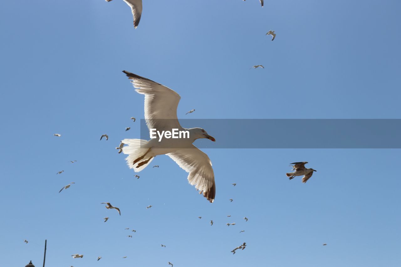 LOW ANGLE VIEW OF SEAGULLS FLYING AGAINST CLEAR BLUE SKY