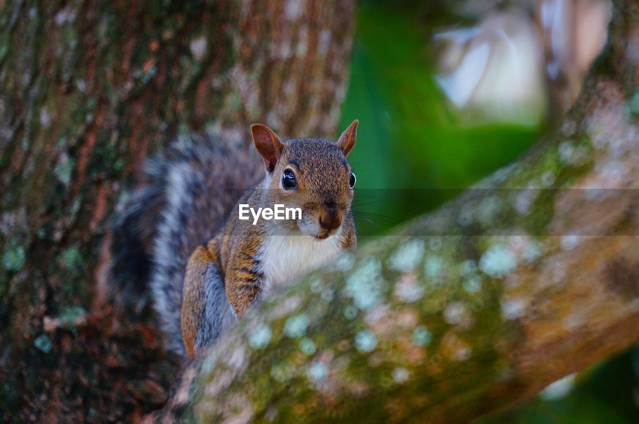 Squirrel on tree branch