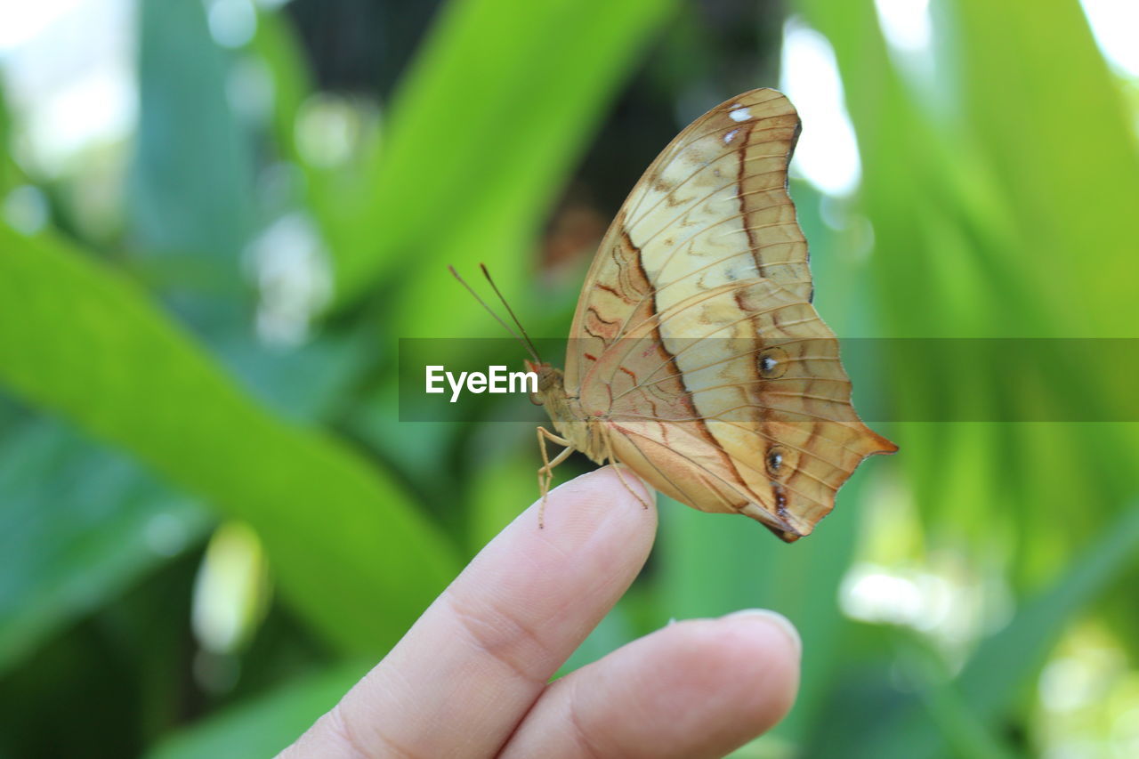 Close-up of butterfly on hand