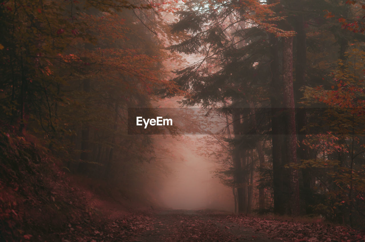 Trees in forest during autumn