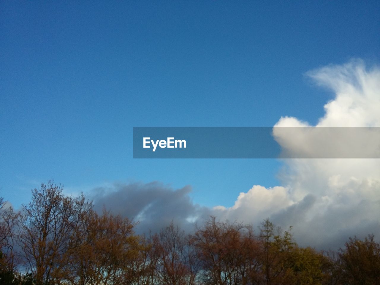 LOW ANGLE VIEW OF TREES AGAINST SKY