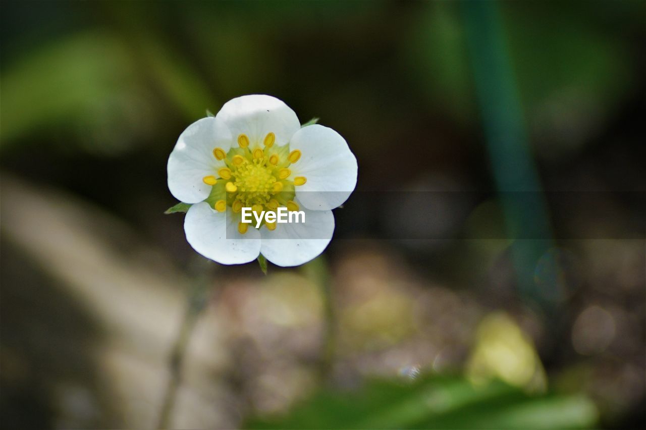 Close-up of white flowering plant