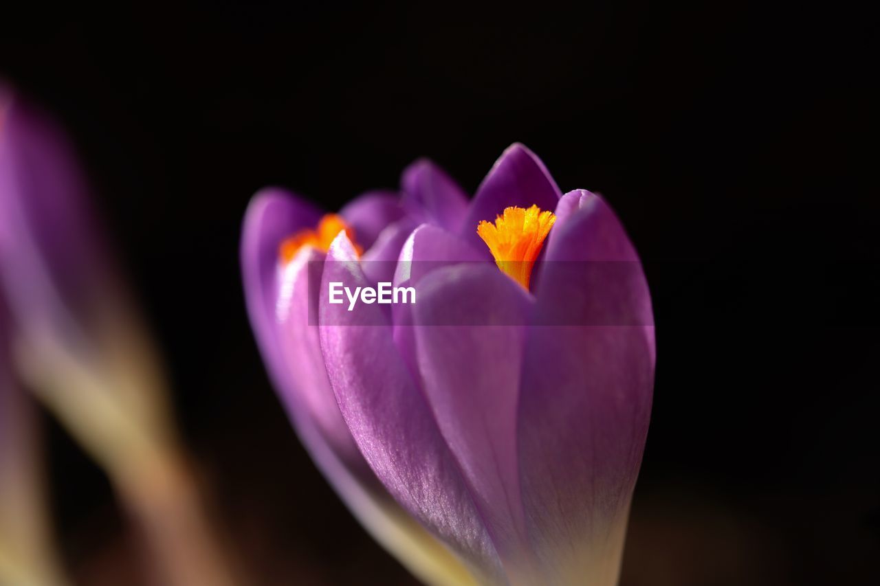 flower, flowering plant, beauty in nature, plant, freshness, close-up, petal, crocus, fragility, macro photography, flower head, inflorescence, nature, yellow, purple, growth, no people, pink, focus on foreground, outdoors, tulip, springtime, pollen, selective focus