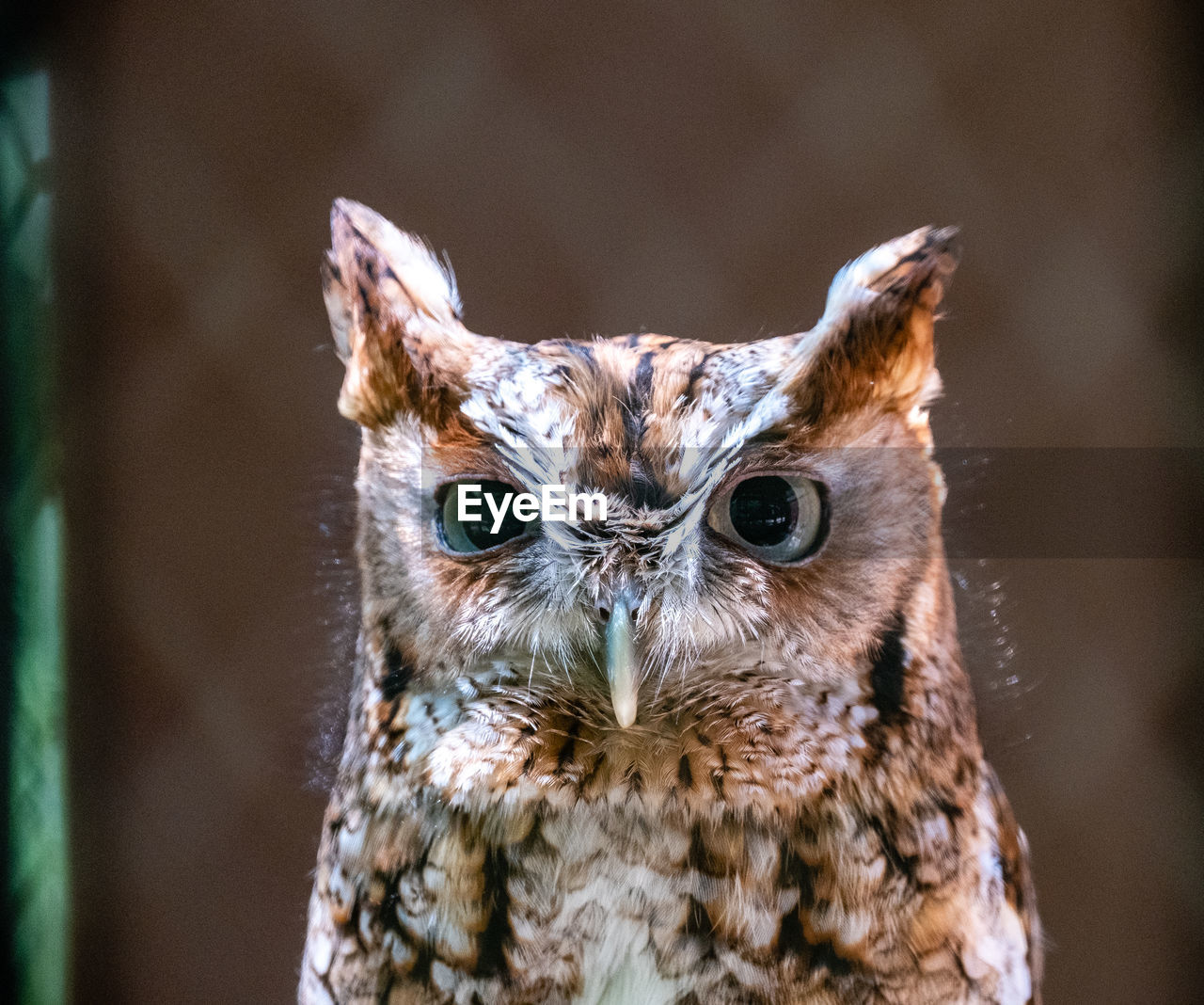 Close-up portrait of owl