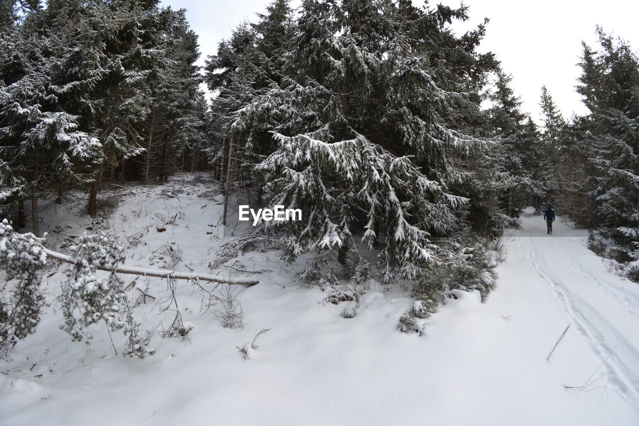 Snow covered pine trees in forest
