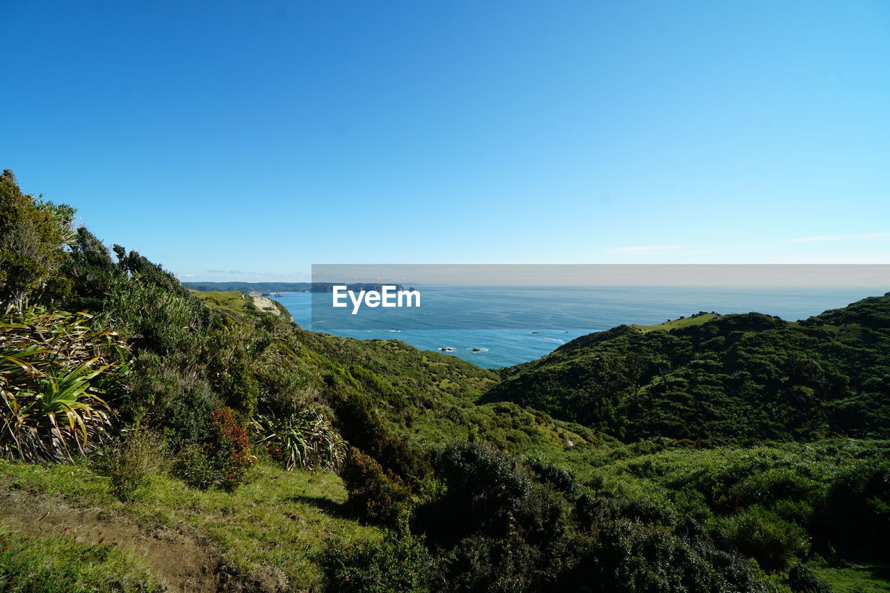 SCENIC VIEW OF SEA BY TREES AGAINST BLUE SKY