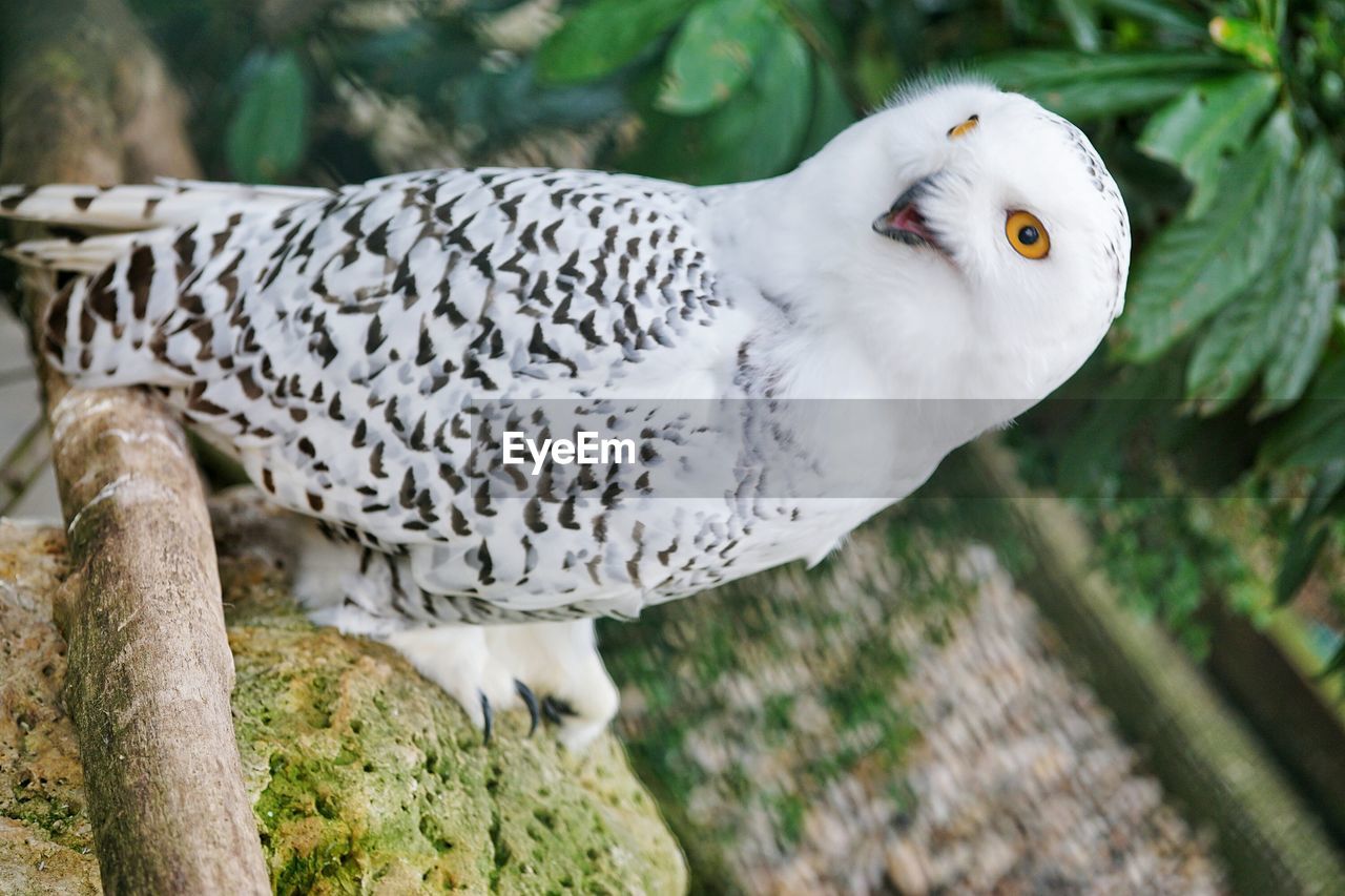 HIGH ANGLE VIEW OF WHITE BIRD PERCHING ON TREE