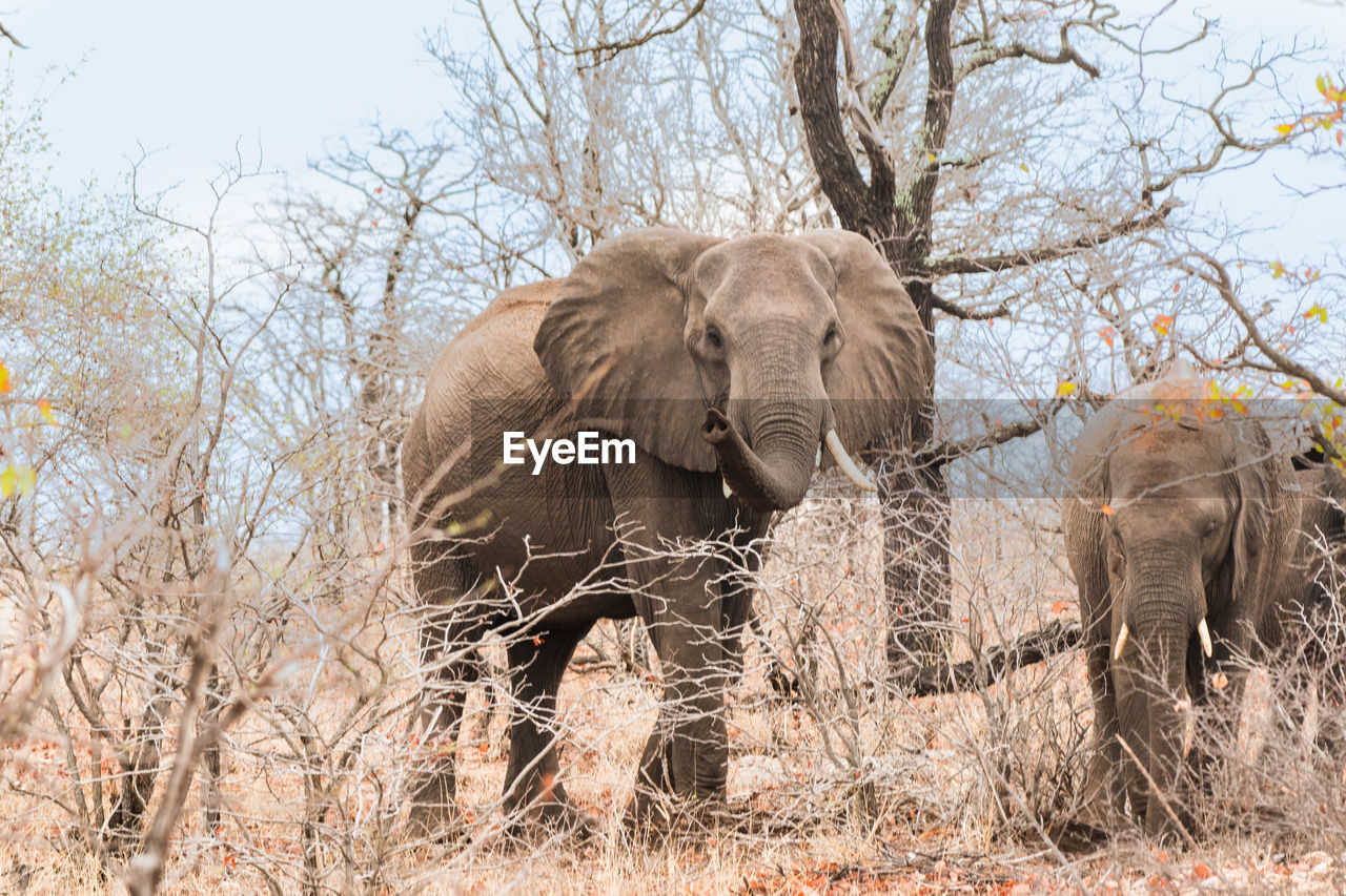 ELEPHANT IN THE FOREST