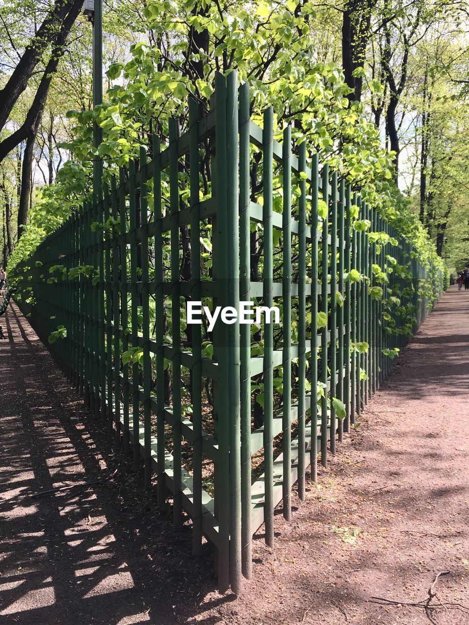 Footpath amidst trees in park