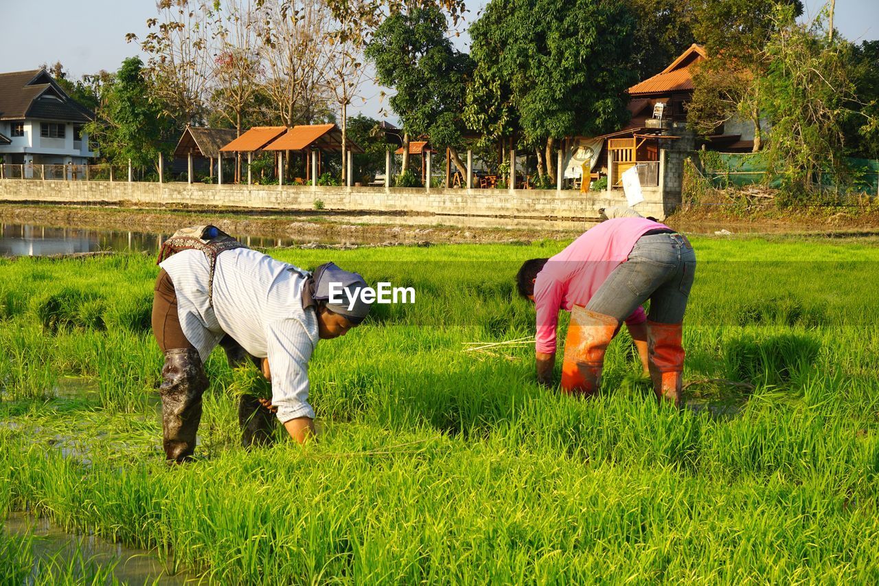 REAR VIEW OF MEN WORKING IN FIELD