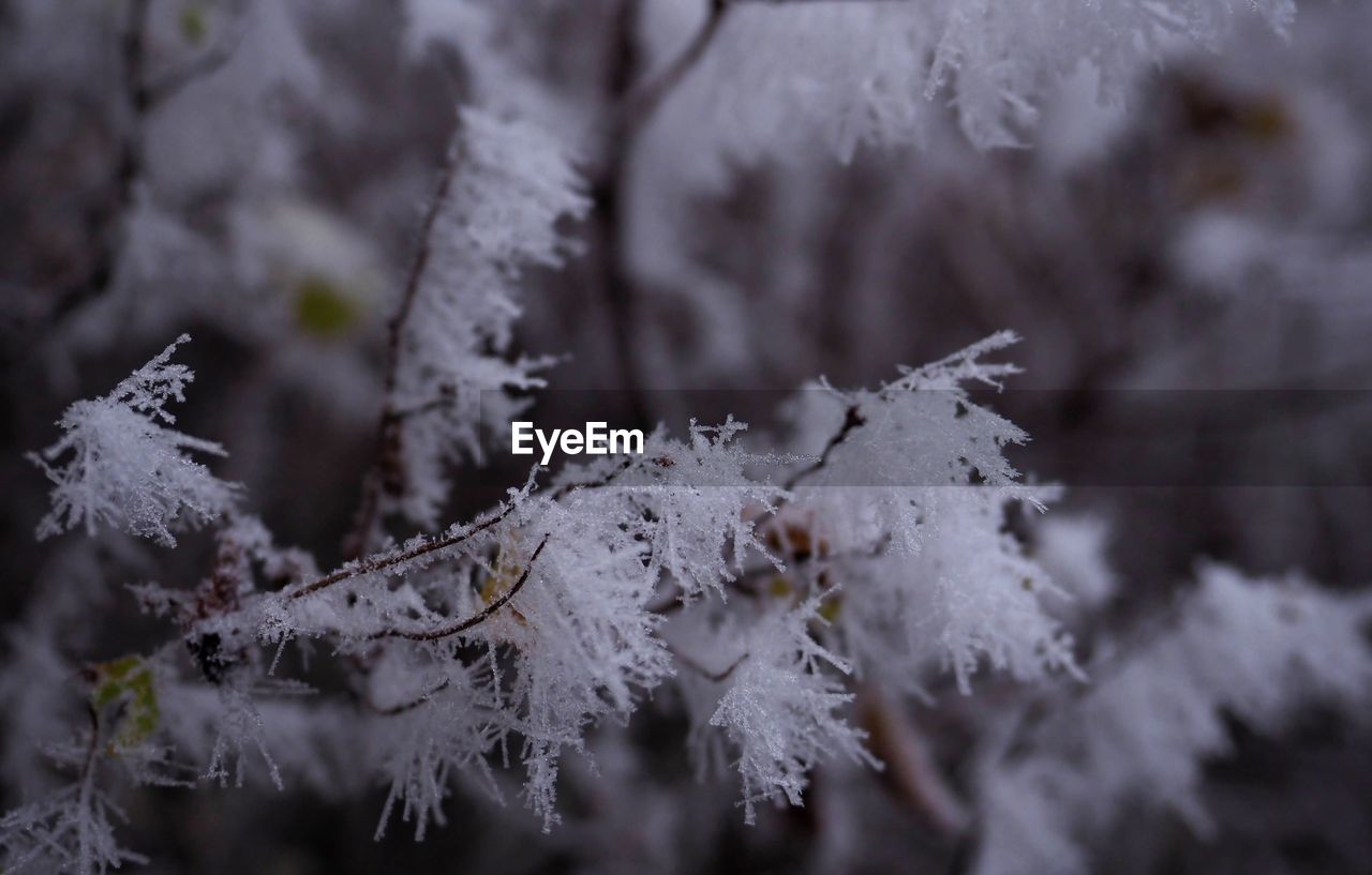 frost, plant, winter, nature, cold temperature, snow, tree, branch, freezing, frozen, beauty in nature, no people, ice, coniferous tree, environment, land, forest, close-up, pinaceae, pine tree, outdoors, white, selective focus, tranquility, focus on foreground, day, leaf, landscape, scenics - nature, non-urban scene