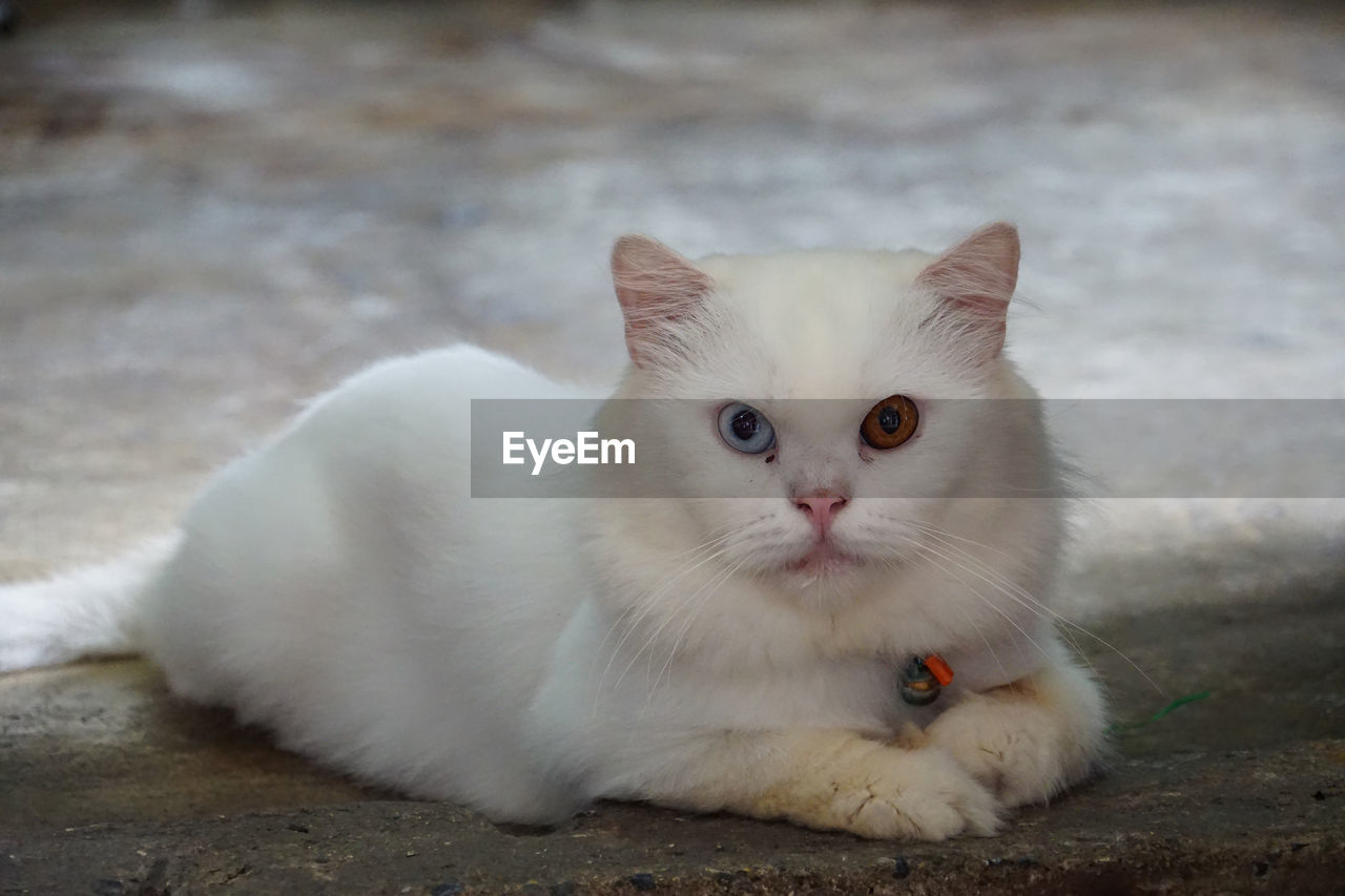 CLOSE-UP PORTRAIT OF WHITE CAT SITTING ON FLOOR