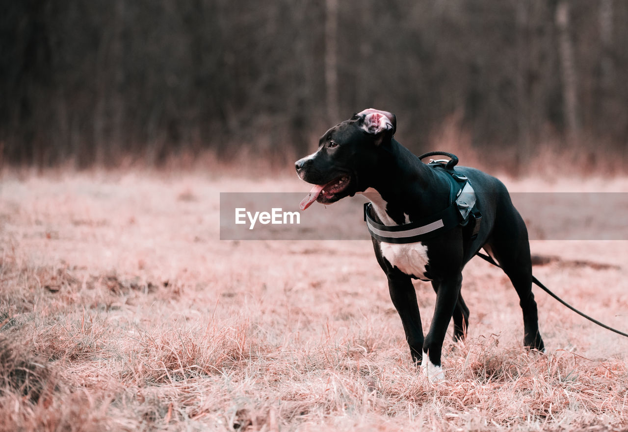 Black dog standing on field