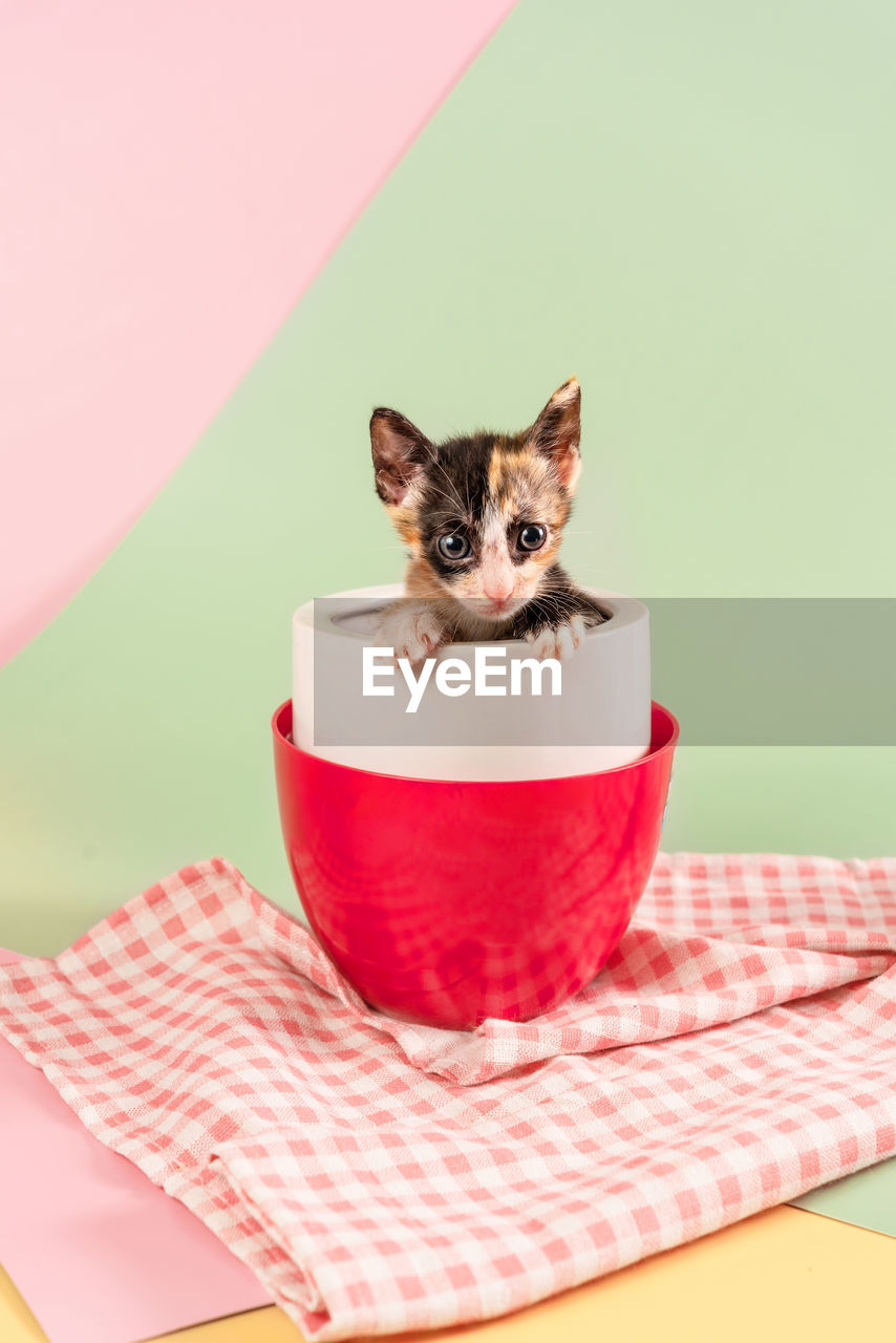 PORTRAIT OF CAT SITTING ON RED TABLE AT HOME