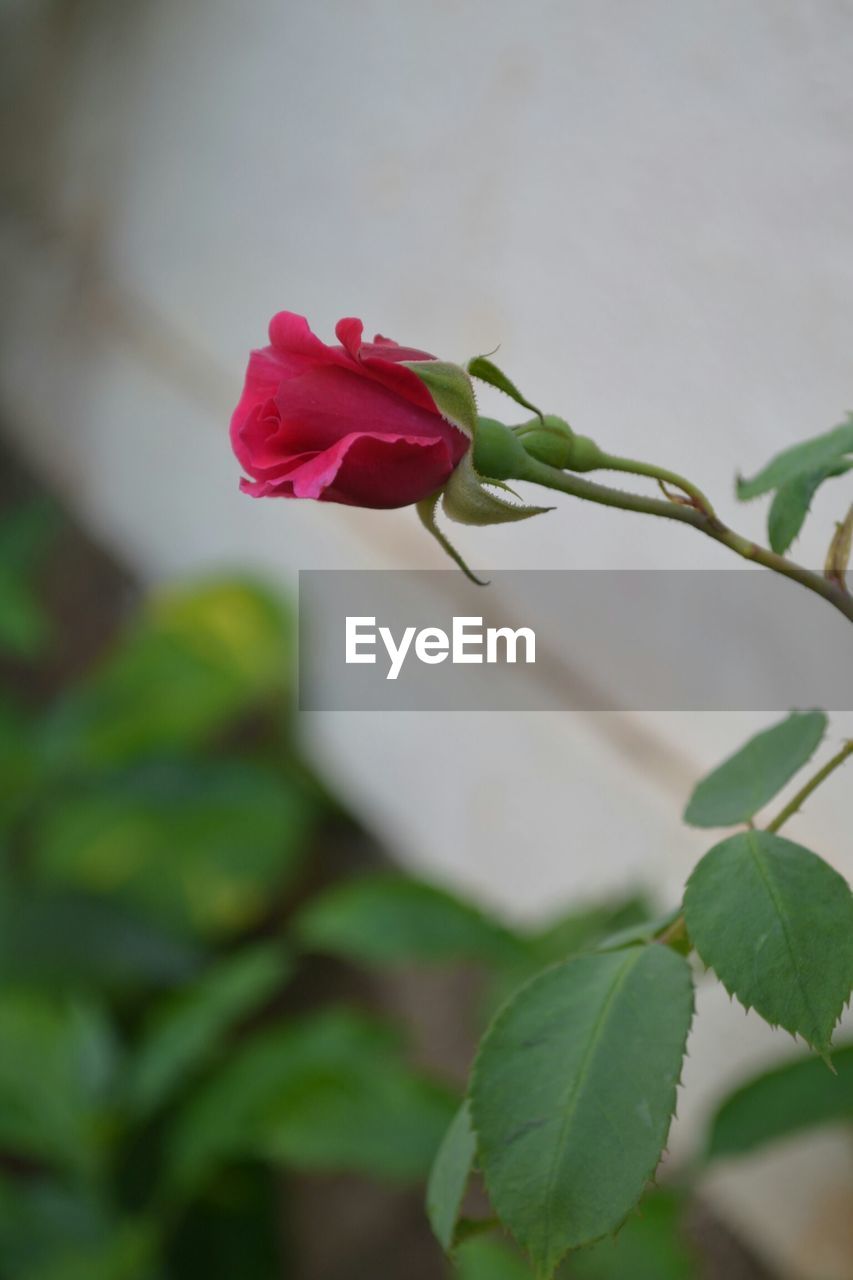 CLOSE-UP OF ROSE BLOOMING OUTDOORS