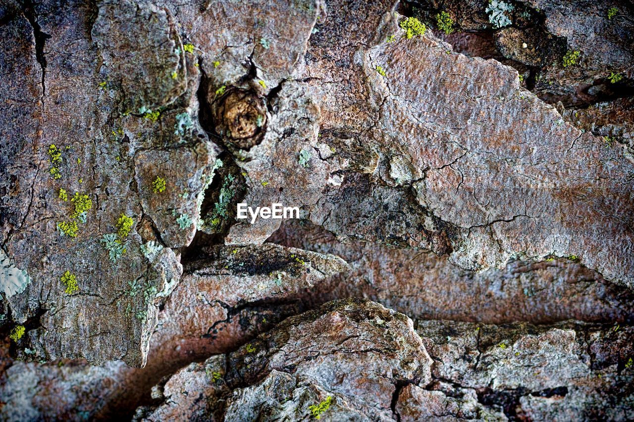 CLOSE-UP OF LIZARD ON ROCKS
