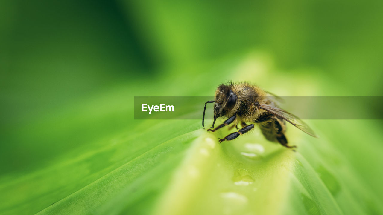 Close-up of bee on wet leaf