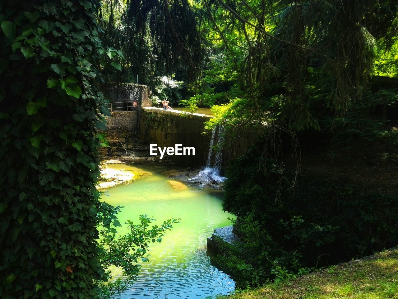 RIVER AMIDST TREES IN FOREST