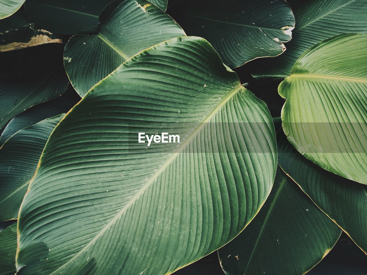 Full frame shot of green leaves