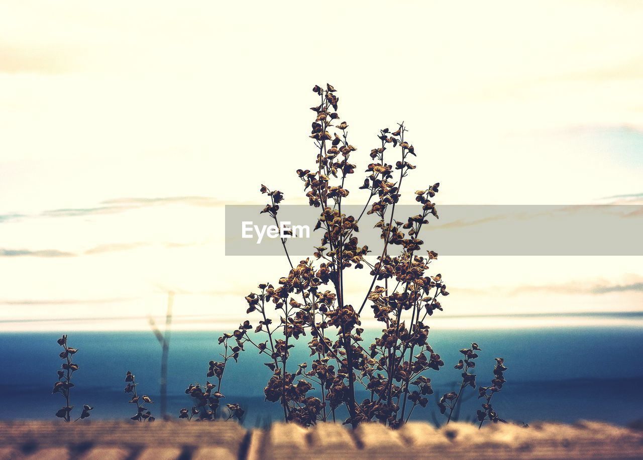 VIEW OF PLANTS AGAINST CALM SEA